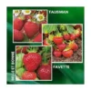 OFFRE SPECIALE 30 FRAISIERS ANCIENS -Flore Riche Soldes Magasin 52853833 1