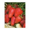 FRAISIER GARIGUETTE - 20 PLANTS -Flore Riche Soldes Magasin 52853834 1