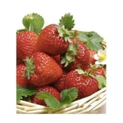 FRAISIER OSTARA - 20 PLANTS