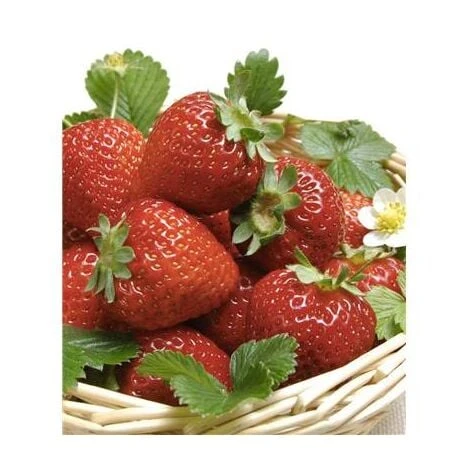 FRAISIER OSTARA - 20 PLANTS 3 FRAISIER OSTARA - 20 PLANTS