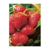 FRAISIER SENGA SENGANA - 20 PLANTS -Flore Riche Soldes Magasin 52853836 1