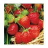 FRAISIER SURPRISE DES HALLES - 20 PLANTS -Flore Riche Soldes Magasin 52853837 1