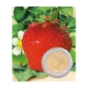 FRAISIER MAXIM - 20 PLANTS 2 FRAISIER MAXIM - 20 PLANTS -Flore Riche Soldes Magasin 52853840 1