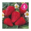 FRAISIER COLOSSALE - 20 PLANTS -Flore Riche Soldes Magasin 52853843 1