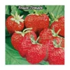 FRAISIER MME MOUTOT NRMT - 20 PLANTS -Flore Riche Soldes Magasin 52853844 1