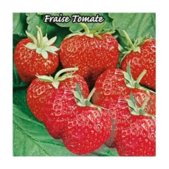 FRAISIER MME MOUTOT NRMT - 20 PLANTS