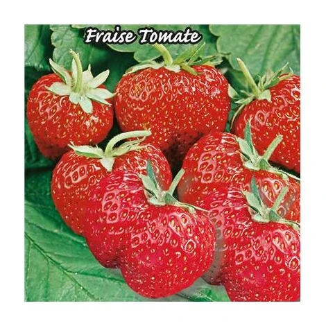 FRAISIER MME MOUTOT NRMT - 20 PLANTS 3 FRAISIER MME MOUTOT NRMT - 20 PLANTS