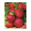 FRAISIER MAESTRO - 20 PLANTS 1 FRAISIER MAESTRO - 20 PLANTS -Flore Riche Soldes Magasin 52853846 1