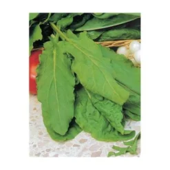 OSEILLE LARGES FEUILLES DE BELLEVILLE 3