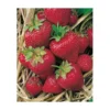 FRAISIER GORELLA - 20 PLANTS -Flore Riche Soldes Magasin 52853852 1
