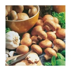 KIT CHAMPIGNONS BRUNS DE PARIS