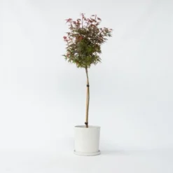 Acer Palmatum 'Shaina' - Érable Du Japon - Pot 19cm - Hauteur 80-90cm -Flore Riche Soldes Magasin 52865680 2