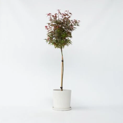 Acer Palmatum 'Shaina' - Érable Du Japon - Pot 19cm - Hauteur 80-90cm 4 Acer Palmatum 'Shaina' - Érable Du Japon - Pot 19cm - Hauteur 80-90cm – Image 2