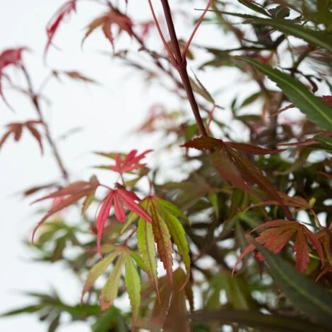 Acer Palmatum 'Shaina' - Érable Du Japon - Pot 19cm - Hauteur 80-90cm 5 Acer Palmatum 'Shaina' - Érable Du Japon - Pot 19cm - Hauteur 80-90cm – Image 3