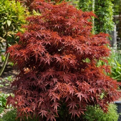 Acer Palmatum 'Shaina' - Érable Du Japon - Pot 19cm - Hauteur 80-90cm 6 Acer Palmatum 'Shaina' - Érable Du Japon - Pot 19cm - Hauteur 80-90cm – Image 4