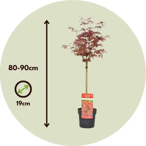 Acer Palmatum 'Shaina' - Érable Du Japon - Pot 19cm - Hauteur 80-90cm 7 Acer Palmatum 'Shaina' - Érable Du Japon - Pot 19cm - Hauteur 80-90cm – Image 5
