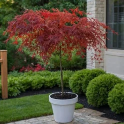 Acer Palmatum 'Garnet' - Érable Du Japon - Pot 19cm - Hauteur 60-70cm -Flore Riche Soldes Magasin 52882825 4