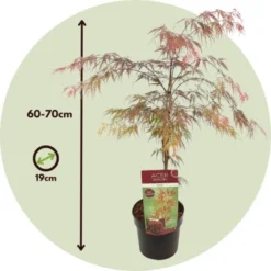 Acer Palmatum 'Garnet' - Érable Du Japon - Pot 19cm - Hauteur 60-70cm -Flore Riche Soldes Magasin 52882825 5