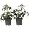 Sambucus Nigra 'Black Lace' - Set De 2 - Pot 17cm - Hauteur 25-40cm -Flore Riche Soldes Magasin 52882887 1
