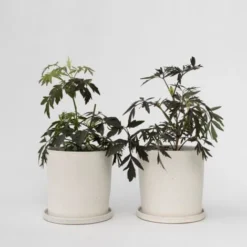 Sambucus Nigra 'Black Lace' - Set De 2 - Pot 17cm - Hauteur 25-40cm -Flore Riche Soldes Magasin 52882887 2