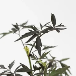 Sambucus Nigra 'Black Lace' - Set De 2 - Pot 17cm - Hauteur 25-40cm -Flore Riche Soldes Magasin 52882887 3