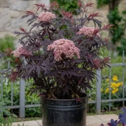 Sambucus Nigra 'Black Lace' - Set De 2 - Pot 17cm - Hauteur 25-40cm -Flore Riche Soldes Magasin 52882887 4