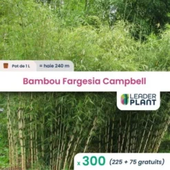 300 Bambou Fargesia Campbell En Pot De 1 Litres