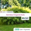 300 Bambou Fargesia Rufa En Pot De 1L -Flore Riche Soldes Magasin 52931113 1