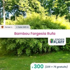 300 Bambou Fargesia Rufa En Pot De 1L