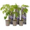 Wisteria Sinensis - Set De 3 - Wisteria Wisteria - Pot 9cm - Hauteur 25-40cm -Flore Riche Soldes Magasin 56677409 1