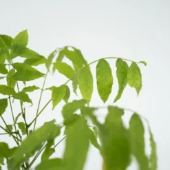 Wisteria Sinensis - Set De 3 - Wisteria Wisteria - Pot 9cm - Hauteur 25-40cm -Flore Riche Soldes Magasin 56677409 3