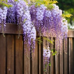 Wisteria Sinensis - Set De 3 - Wisteria Wisteria - Pot 9cm - Hauteur 25-40cm -Flore Riche Soldes Magasin 56677409 4