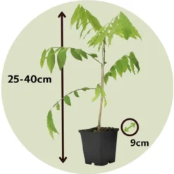 Wisteria Sinensis - Set De 3 - Wisteria Wisteria - Pot 9cm - Hauteur 25-40cm -Flore Riche Soldes Magasin 56677409 5