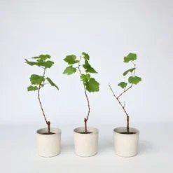 Plants De Raisin - Mélange De 3 - Vitis Vinifera - Pot 9cm - Hauteur 25-40cm -Flore Riche Soldes Magasin 56677419 2