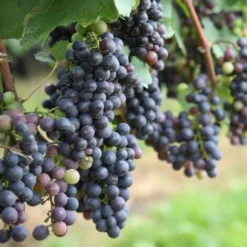 Plants De Raisin - Mélange De 3 - Vitis Vinifera - Pot 9cm - Hauteur 25-40cm -Flore Riche Soldes Magasin 56677419 4