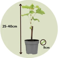 Plants De Raisin - Mélange De 3 - Vitis Vinifera - Pot 9cm - Hauteur 25-40cm -Flore Riche Soldes Magasin 56677419 5