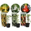 Brugmansia - Mélange De 3 - Fleurs De Jardin - Pot 9cm - Hauteur 25-40cm -Flore Riche Soldes Magasin 56677430 1