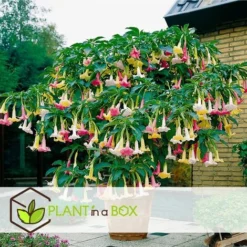Brugmansia - Mélange De 3 - Fleurs De Jardin - Pot 9cm - Hauteur 25-40cm -Flore Riche Soldes Magasin 56677430 3