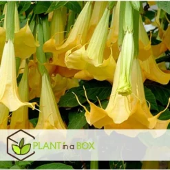 Brugmansia - Mélange De 3 - Fleurs De Jardin - Pot 9cm - Hauteur 25-40cm -Flore Riche Soldes Magasin 56677430 4