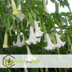 Brugmansia - Mélange De 3 - Fleurs De Jardin - Pot 9cm - Hauteur 25-40cm -Flore Riche Soldes Magasin 56677430 5