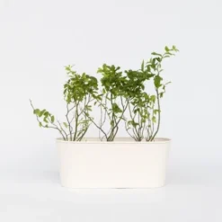 Blueberry Sunshine Blue - Set De 3 - Plante à Baies - Pot 9cm - Hauteur 25-40cm -Flore Riche Soldes Magasin 56677452 2