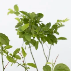 Blueberry Sunshine Blue - Set De 3 - Plante à Baies - Pot 9cm - Hauteur 25-40cm -Flore Riche Soldes Magasin 56677452 3