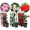 Dipladenia Sanderii - Mélange De 3 Dipladenia - Pot 9cm - Hauteur 25-40cm 2 Dipladenia Sanderii - Mélange De 3 Dipladenia - Pot 9cm - Hauteur 25-40cm -Flore Riche Soldes Magasin 56677701 1