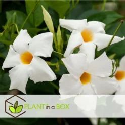 Dipladenia Sanderii - Mélange De 3 Dipladenia - Pot 9cm - Hauteur 25-40cm -Flore Riche Soldes Magasin 56677701 5