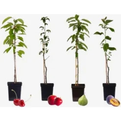 Arbres Fruitiers - Mélange De 4 - Prunus,Pyrus,Malus - Pot 9cm - Hauteur 60-70cm -Flore Riche Soldes Magasin 56677875 2