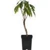 Prunus Persica Bonanza - Pêcher Nain - Pot 14cm - Hauteur 60-70cm