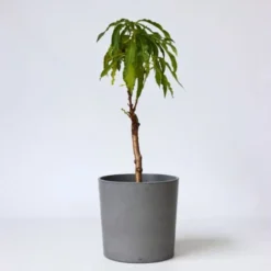 Flore Riche Soldes Magasin -Flore Riche Soldes Magasin 57000346 2