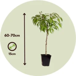 Prunus Persica Bonanza - Pêcher Nain - Pot 14cm - Hauteur 60-70cm -Flore Riche Soldes Magasin 57000346 5