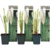 Cortaderia Selloana - Set De 3 - La Pampa - Blanc - Pot 9cm - Hauteur 25-40cm -Flore Riche Soldes Magasin 57000372 1