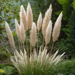 Cortaderia Selloana - Set De 3 - La Pampa - Blanc - Pot 9cm - Hauteur 25-40cm -Flore Riche Soldes Magasin 57000372 4